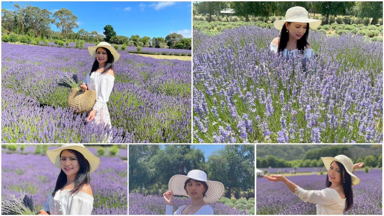 Tham quan cánh đồng hoa oải hương ở Úc/ Lavender Farm in Australia/ Du lịch Úc Châu