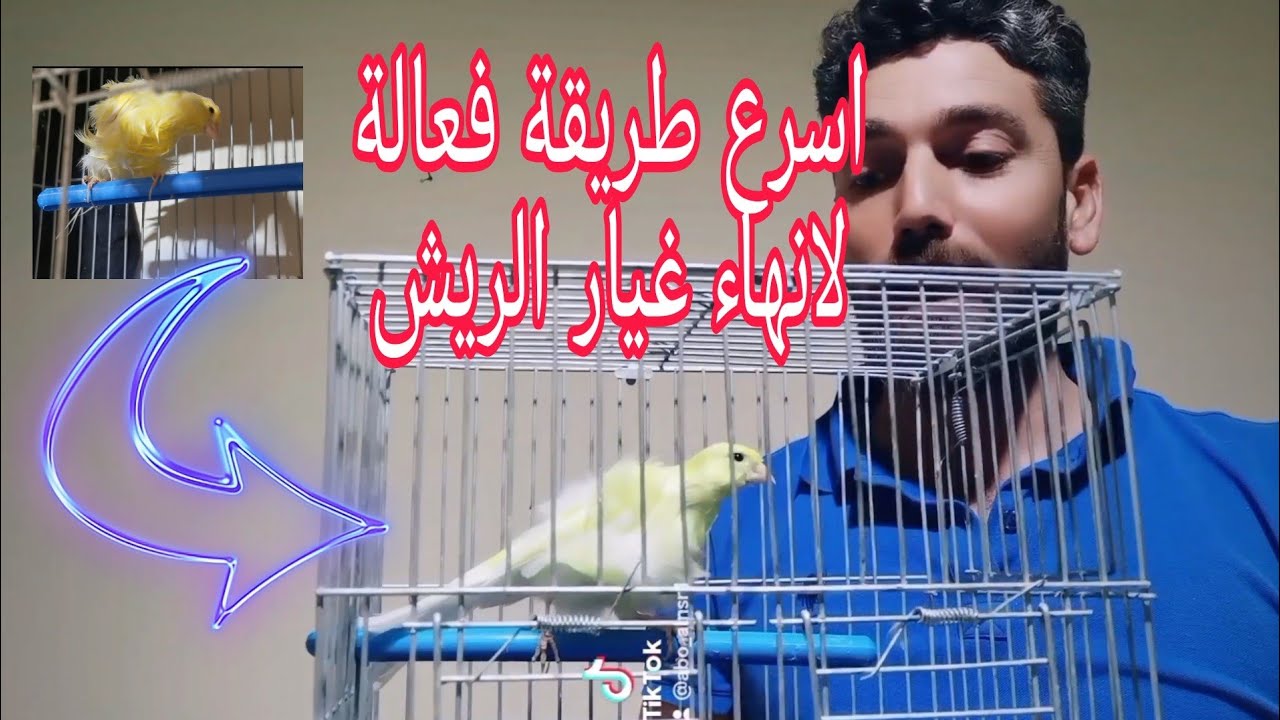 اسرع طريقة لانهاء مرحلة غيار الريش عند طيور الكناري والحسون الطريقة البربرية (ريش متكسر غيار مستمر)