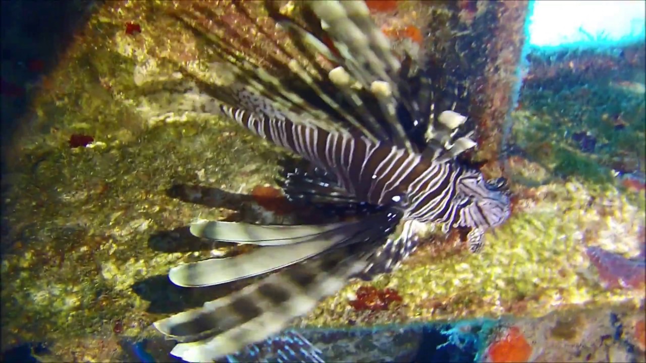 ZINOVIA DIVING DIKELAS DIVE CENTER SECOND DIVE 29-10-2017