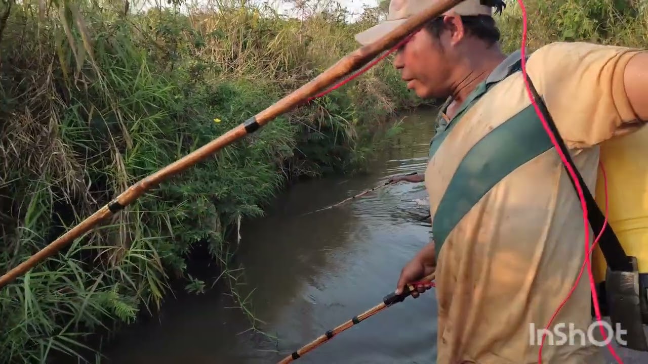 Kích cá nước suối 