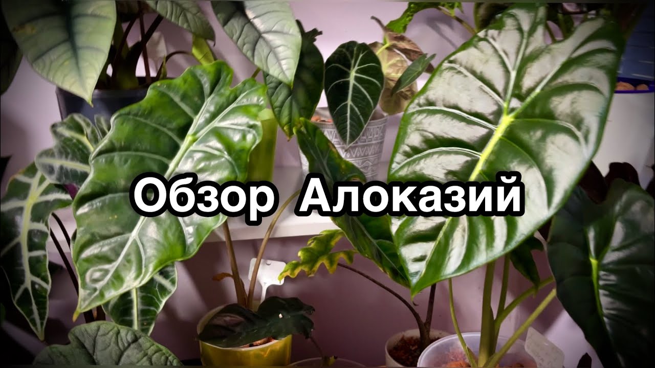 Обзор моей коллекции Алоказий