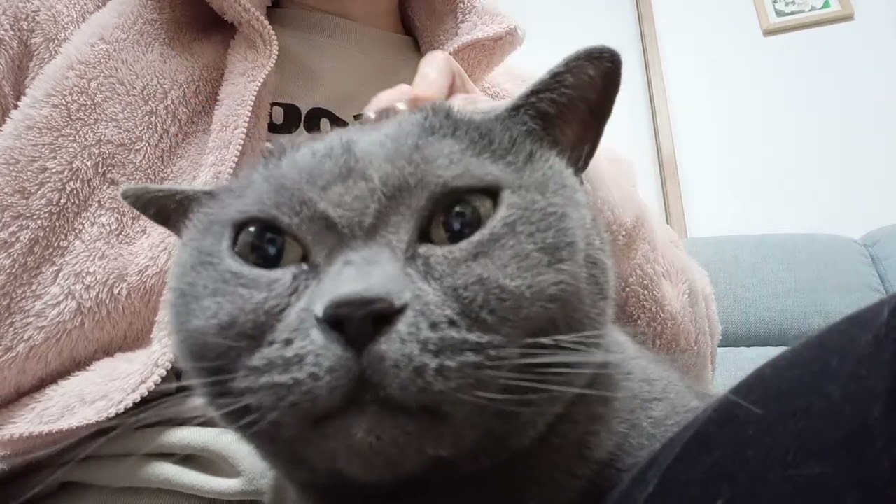 ブラッシングされる猫