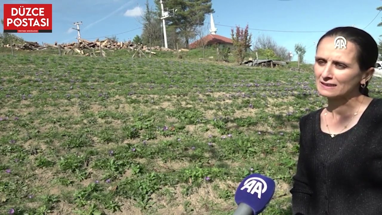 Düzce'de safran yetiştiren kadın girişimci üretim alanını 10 kattan fazla arttırdı