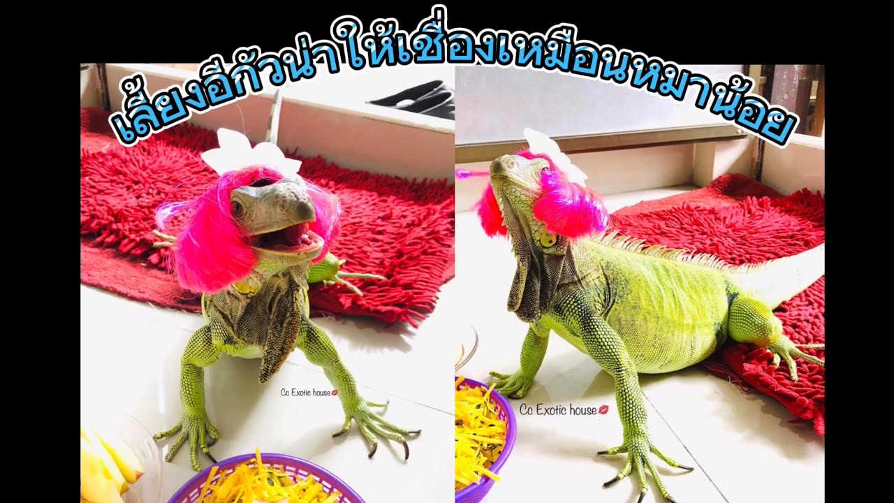 121. เลี้ยงอีกัวน่ายักษ์ให้เชื่องต้องคุยด้วยทุกวัน