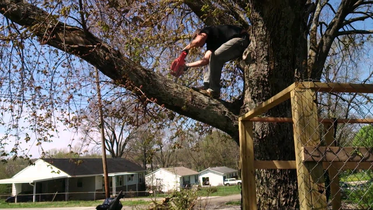 Cutting down a big limb