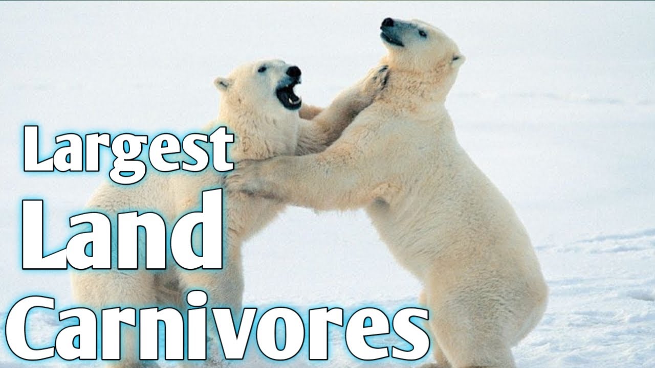Top 10 Largest Land Carnivores