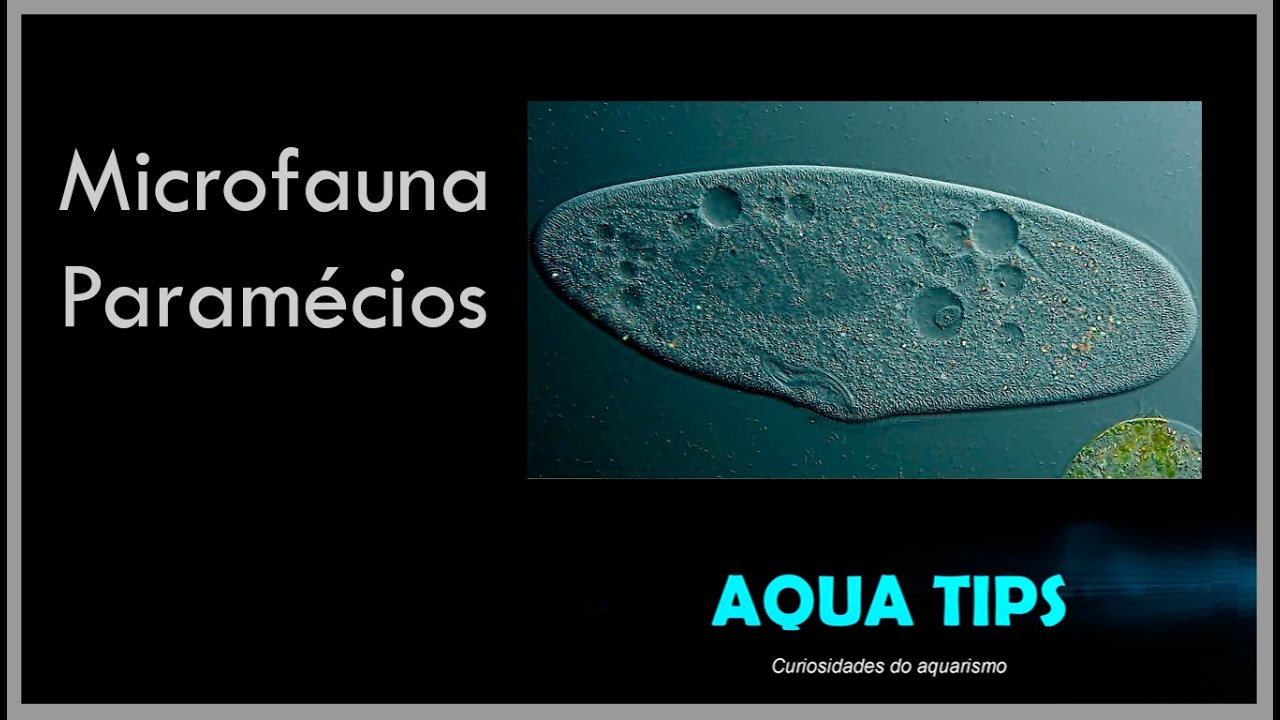 Aqua Tips - Microfauna Param&eacute;cio