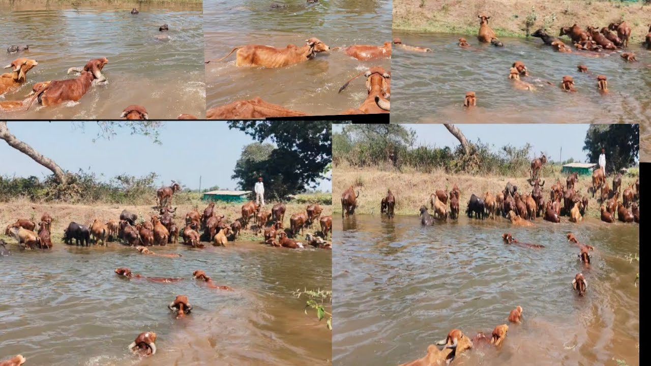 hamari gay na bhi liya aur use paar Nikal bhi gai Bhartiya gir gay ♥️🐂🐂#gircow #video#tending #viral
