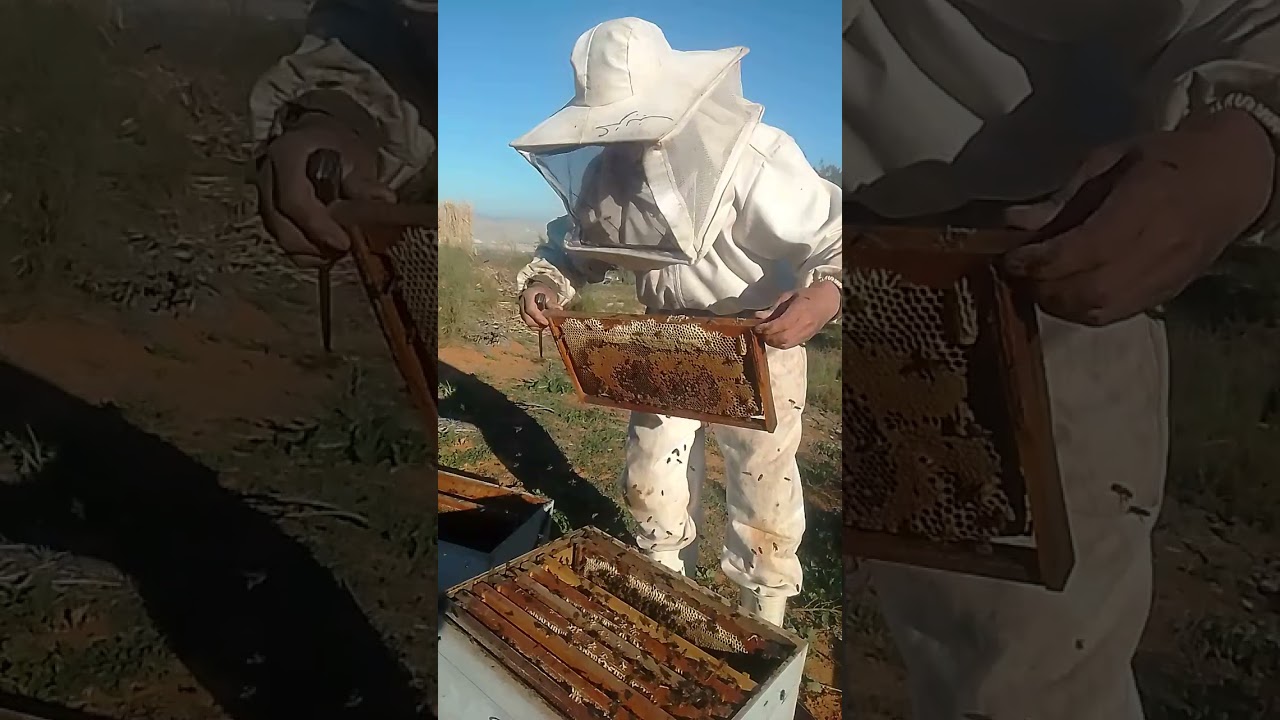 كيفية نزع طرد من صندوق الأم