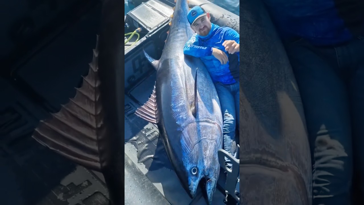 Why is tuna fish so expensive 😱