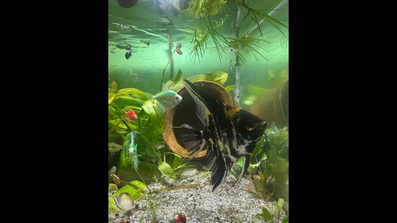 Amazing Aquarium Fish in Planted Fish Tank
