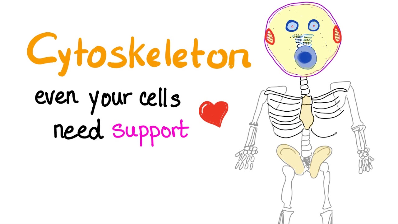 Cytoskeleton, your cell needs one