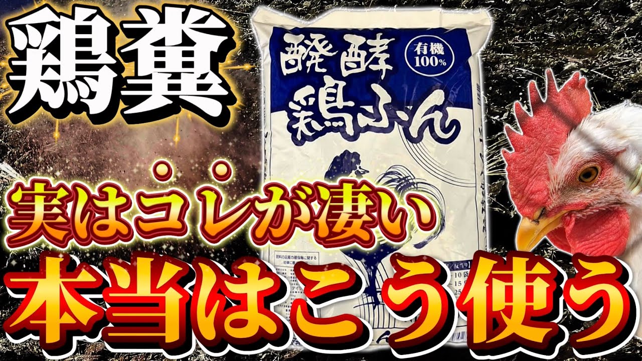 【鶏糞】本当の使い方はコレだ！この動画だけで特性や性質を理解してより効果的に使えるようになります