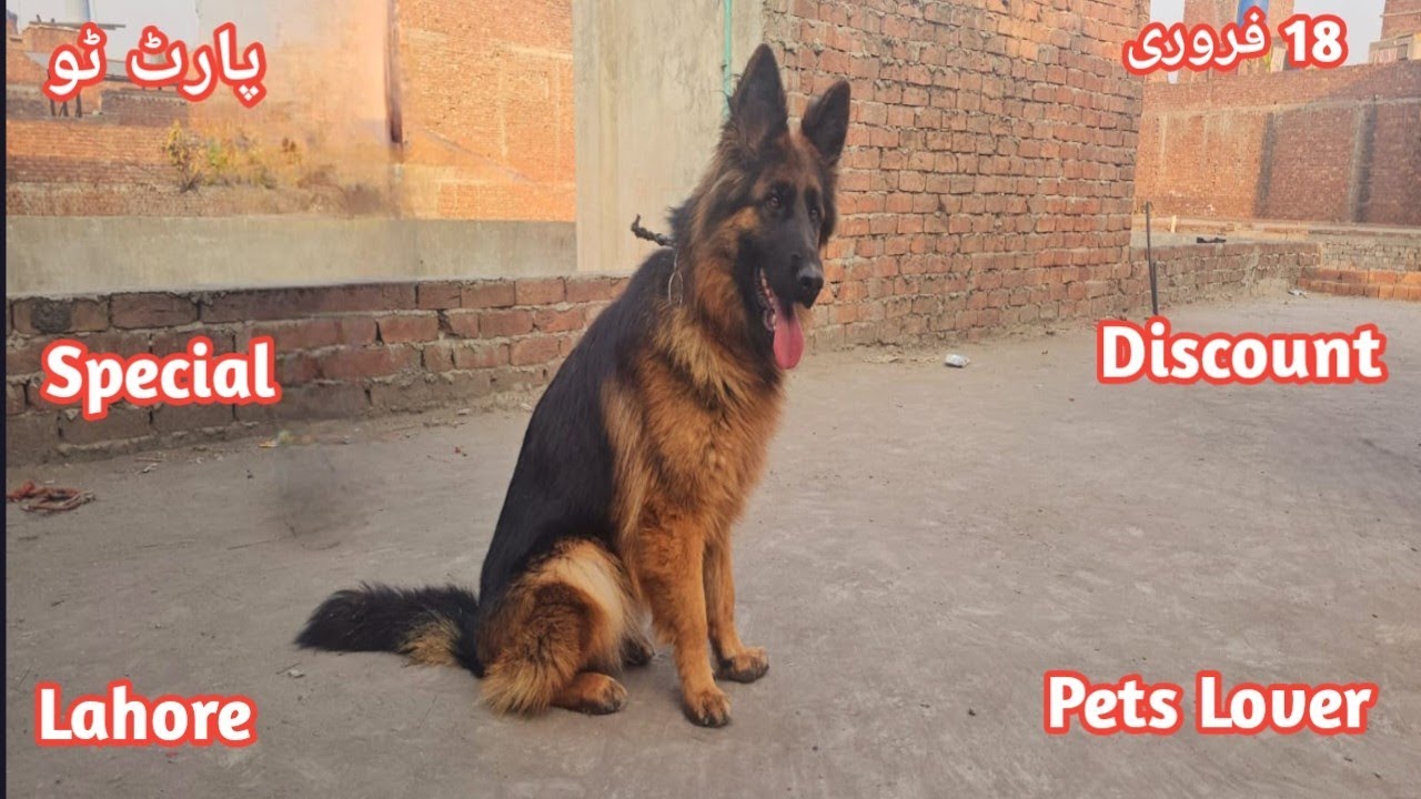 Pets Lover Lahore | german shepherd | labrador | on Special Discount | Dog Mandi Lahore 