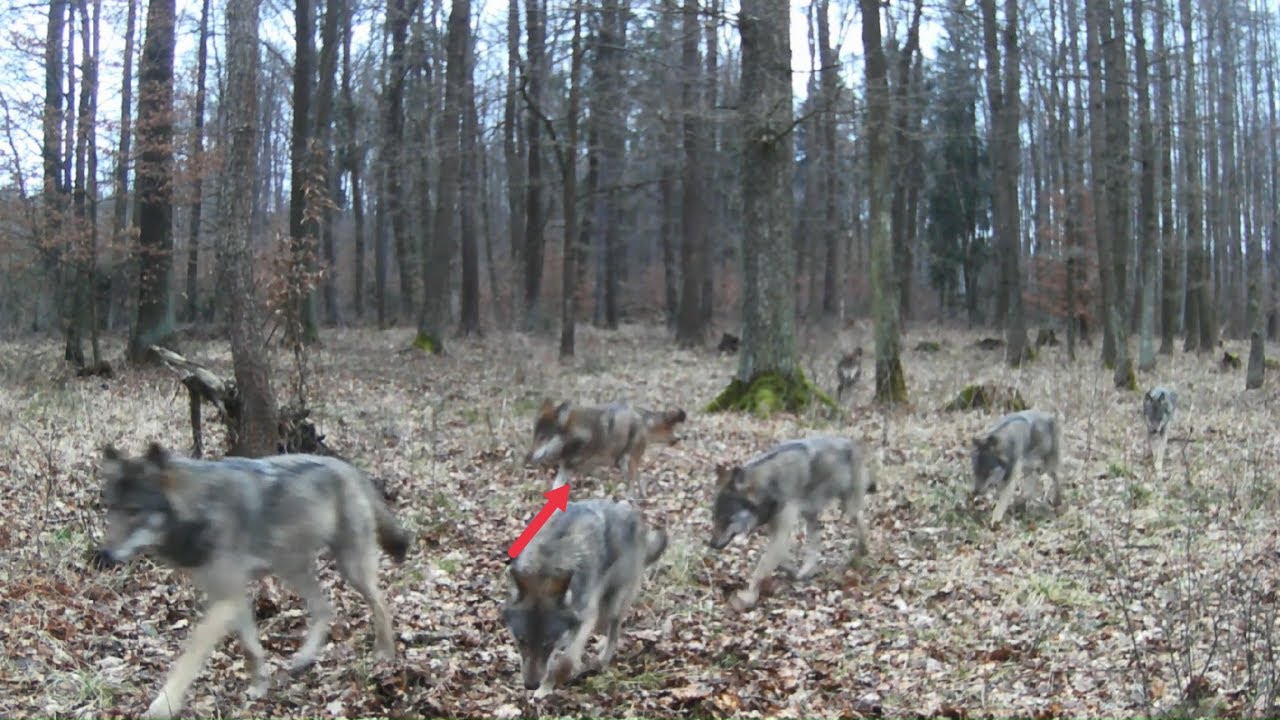 Niesamowite nagranie wilka bez łapy