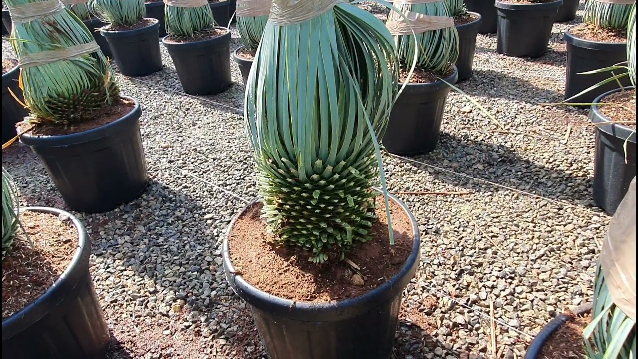 BestpalmTV. Yucca rostrata Super blue. Potężny pień. Tej oferty nie można przegapić
