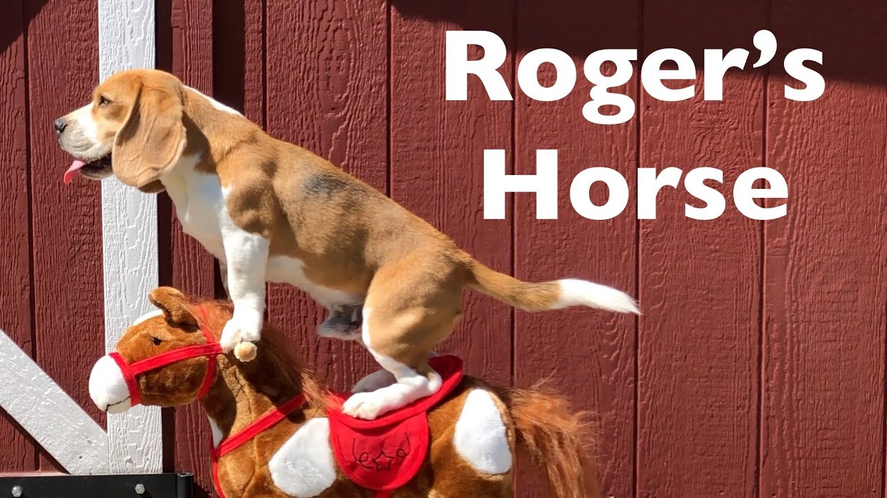 Cute Dog Rides Rocking Horse! Roger the Beagle takes care of his Pony!