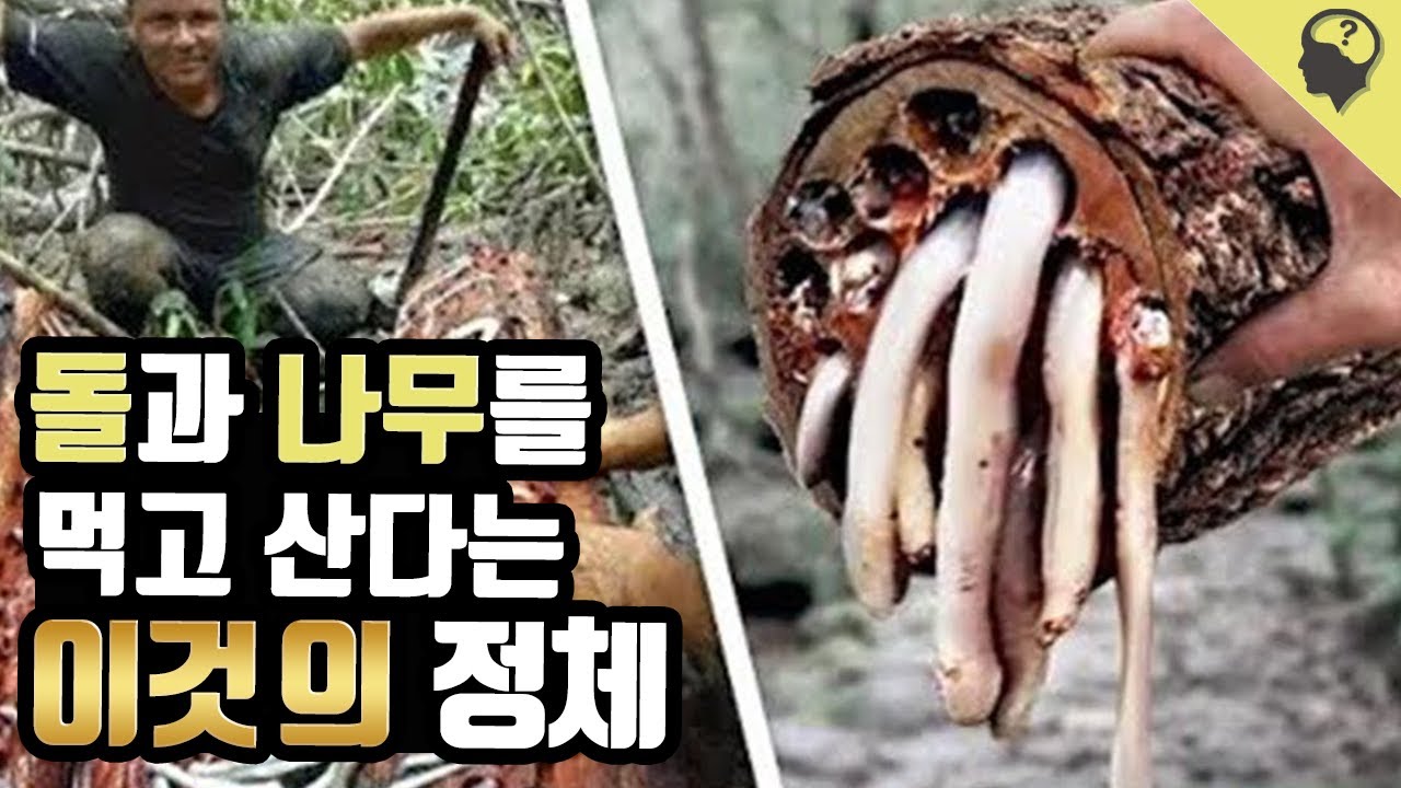 돌과 나무를 먹고 산다는 '배좀벌레조개' 이야기