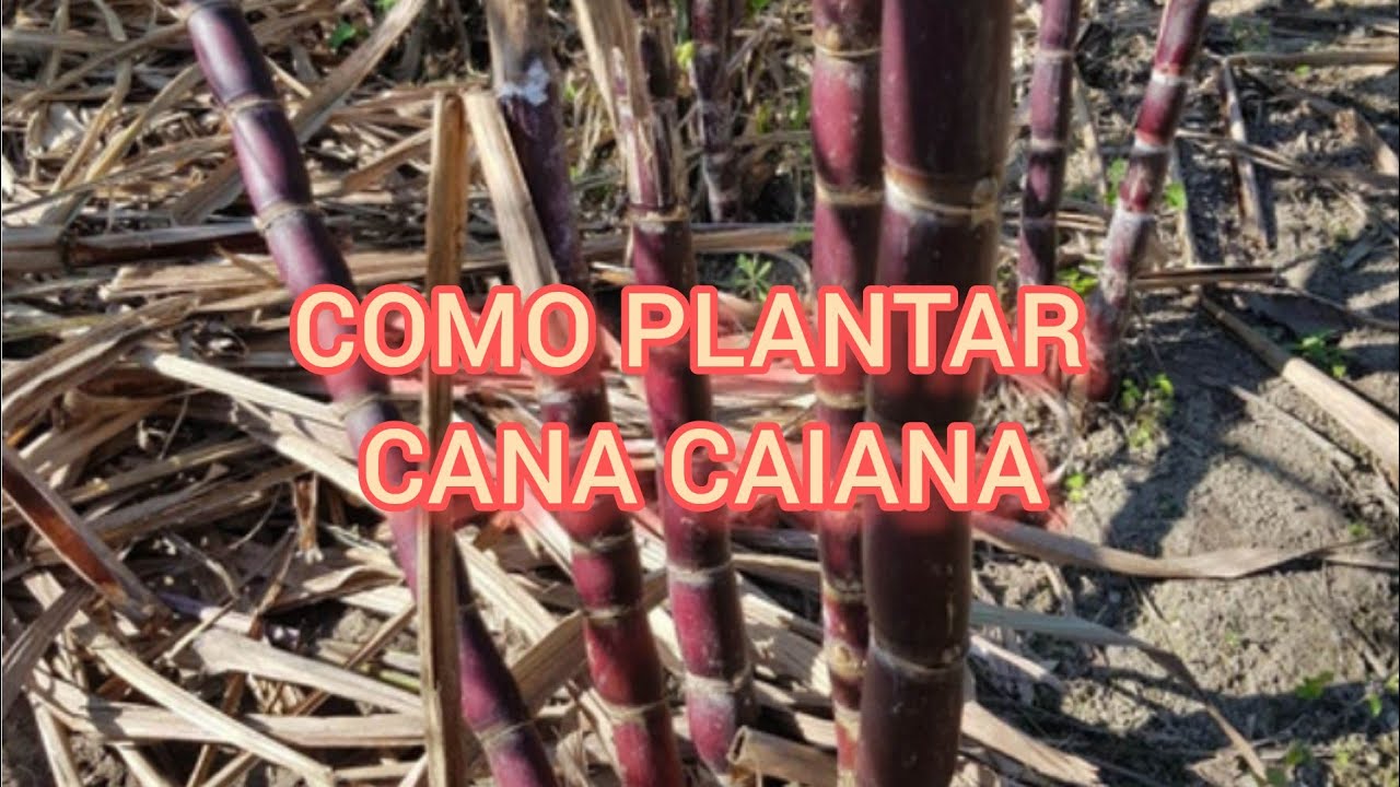 COMO PLANTAR CANA CAIANA ,DO JEITO MAIS FÁCIL