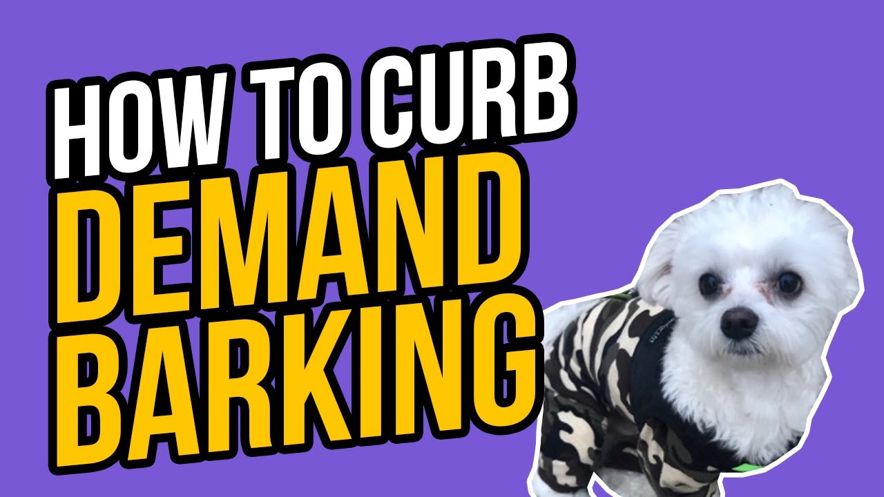 HOW TO CURB DEMAND BARKING