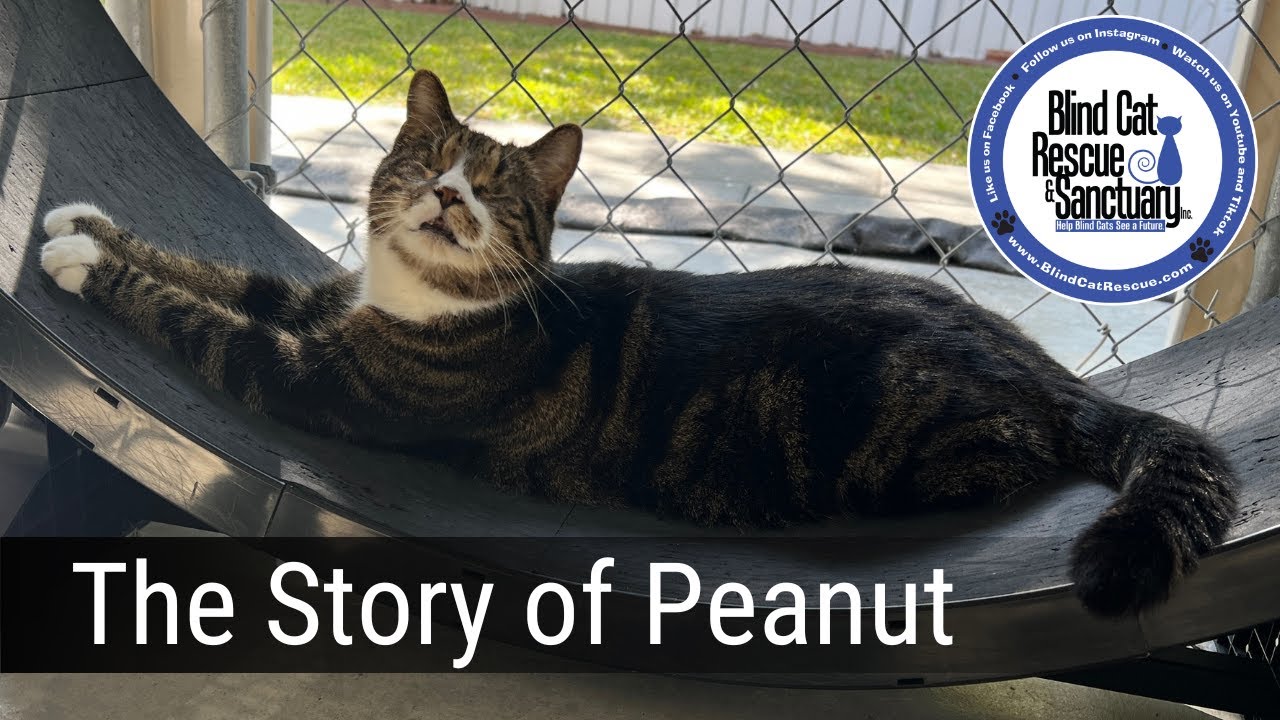 The Story of Peanut