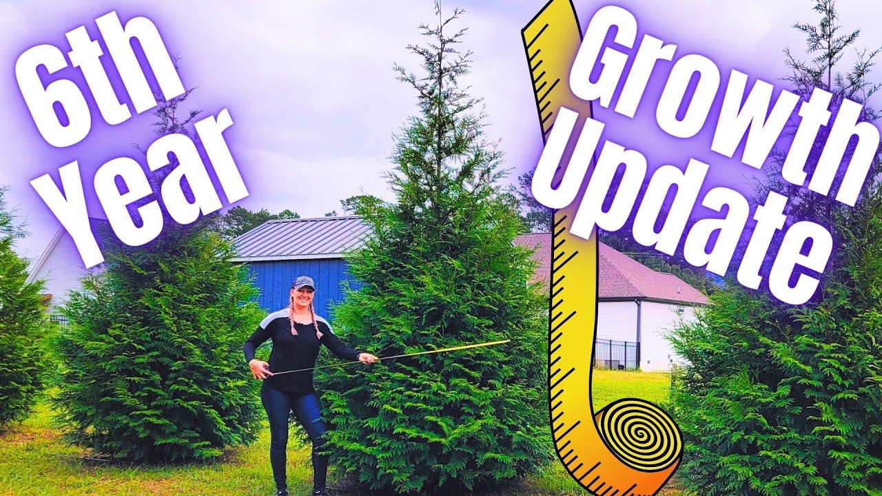 6th Year Growth Update Thuja Green Giant Arborvitae Trees | 2024