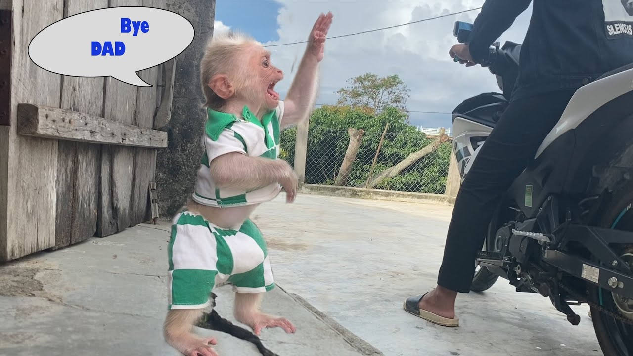 Super cute ! Little monkey SinSin cried and wanted to go with Dad