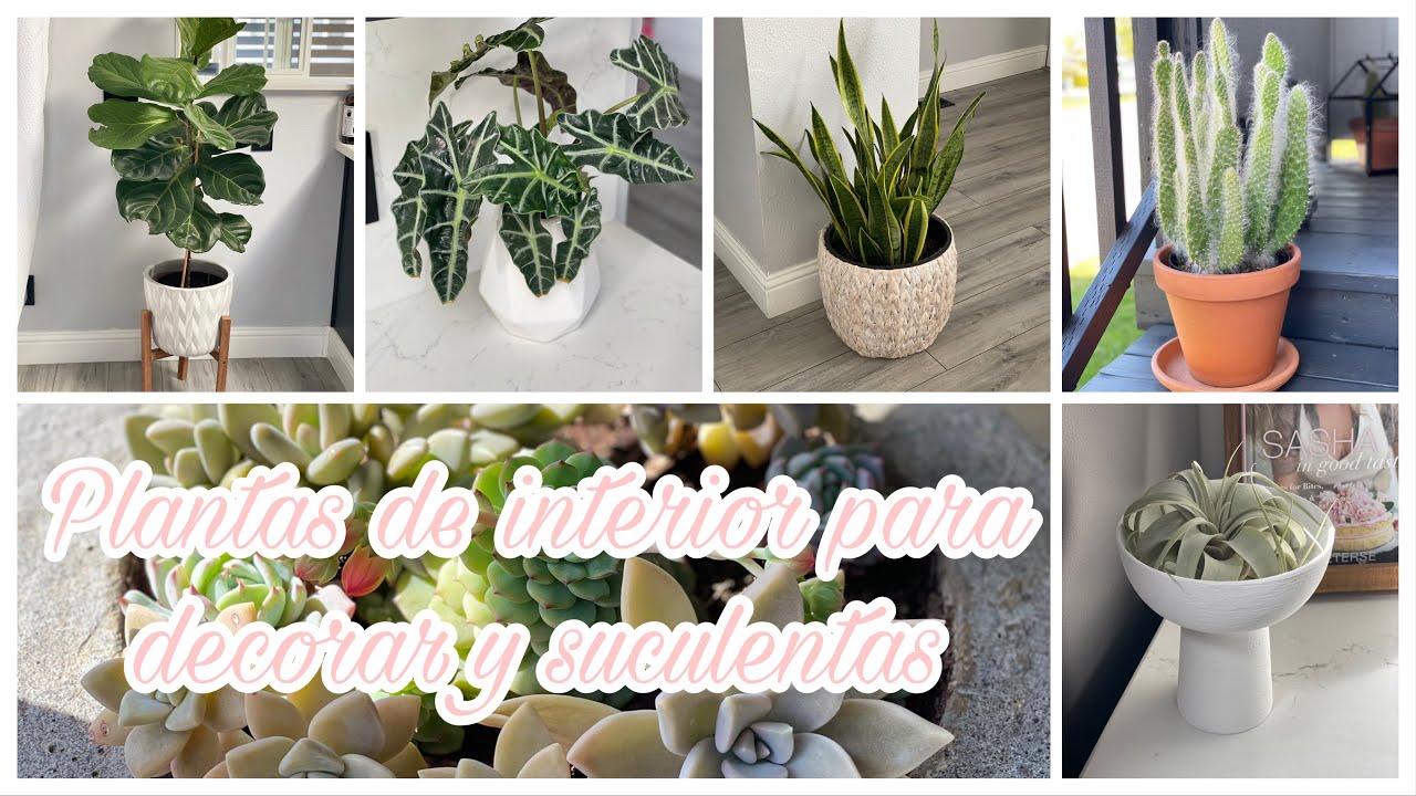 PLANTAS DE INTERIOR PARA DECORAR + NOMBRES Y CUIDADOS /2021 INDOOR PLANTS @Reve Nenuki