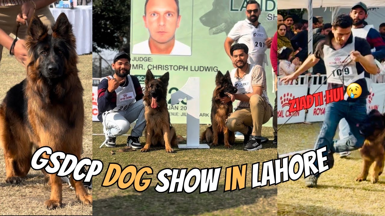 GSDCP Dog show in Lahore | German shepherd dog Show | long coat German shepherd | GSD Pakistan 