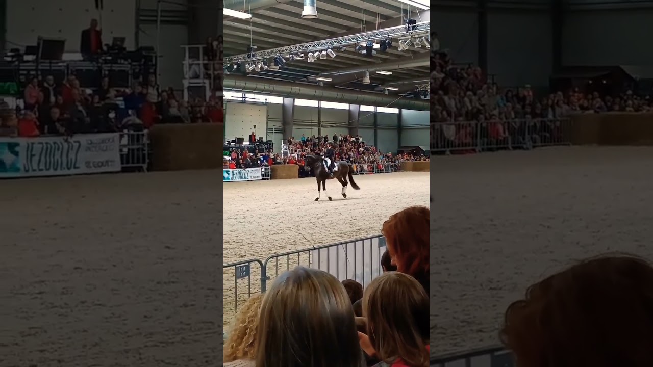 výstava koní Lysá nad Labem🏇🏻