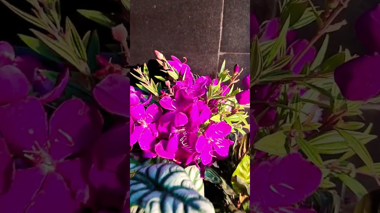 joy with purple 💜 flowers #viral #flower #garden #insideout