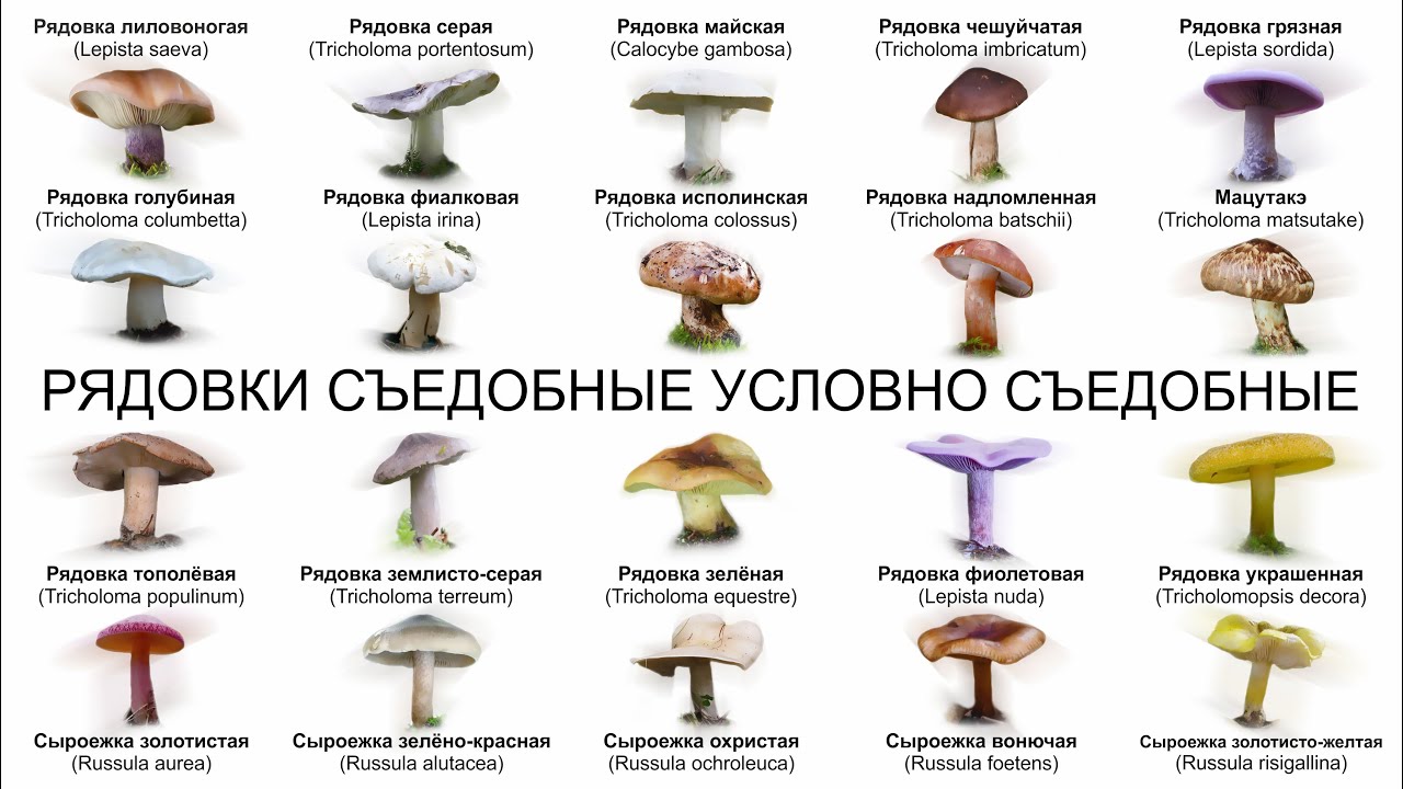 РЯДОВКИ СЪЕДОБНЫЕ УСЛОВНО СЪЕДОБНЫЕ