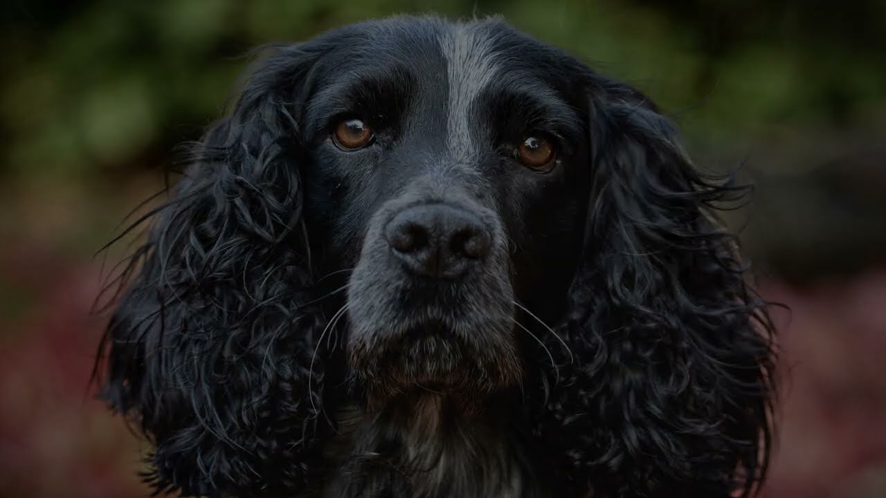 Rough Shooting - Another Gundog Training Day.