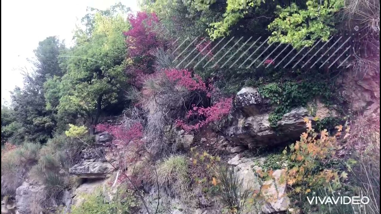 Horsh Ehden - Lebanon