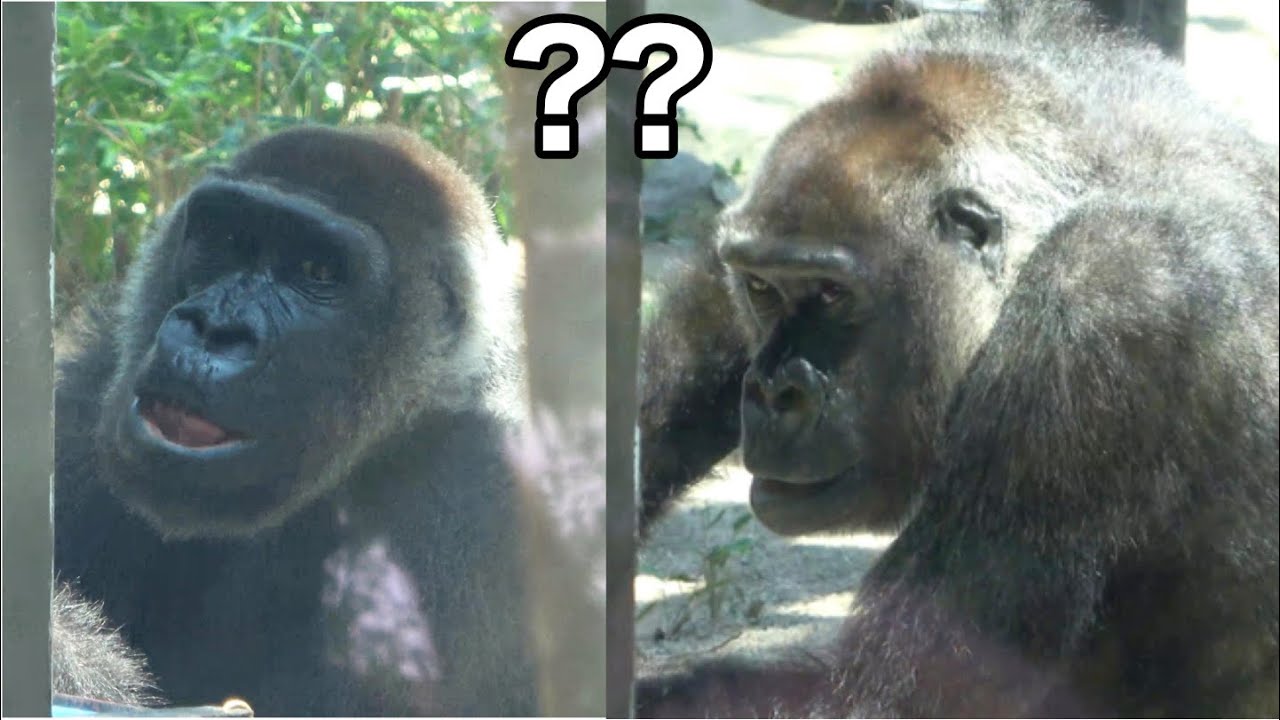 What's wrong? Mom gorilla Genki scurrying around, curious about her surroundings.｜Momotaro family