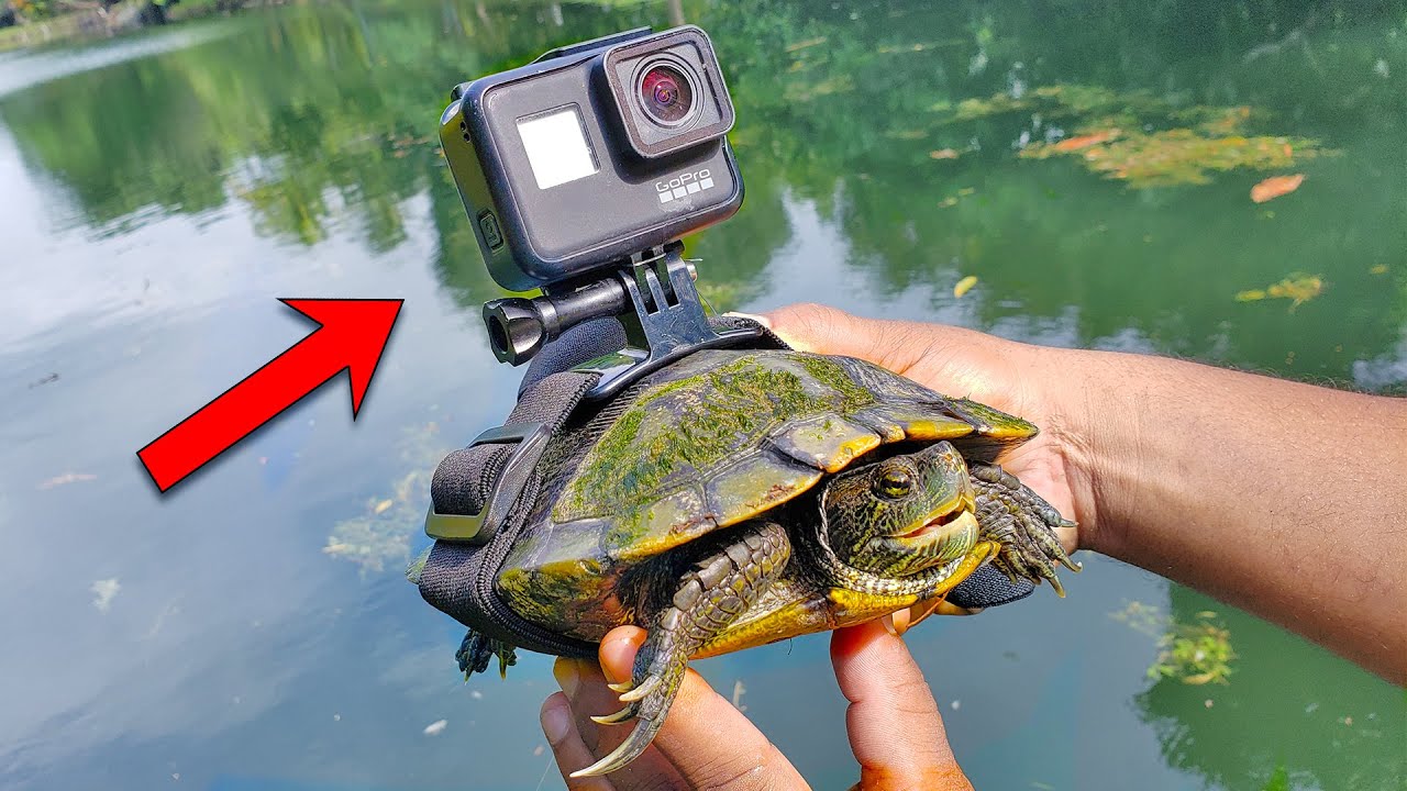 ЛУЧШАЯ камера GoPro на черепахе! Плавание под водой