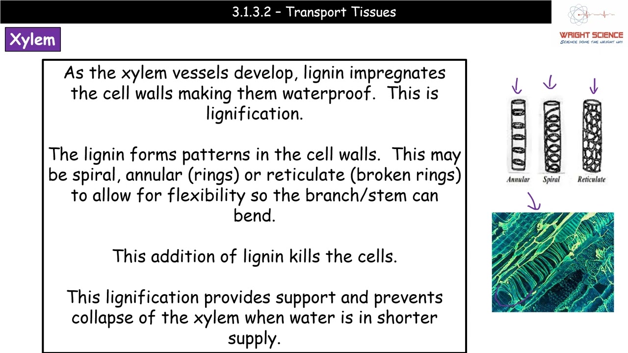 A Level Biology - 3.1.3.2 - Transport Tissues
