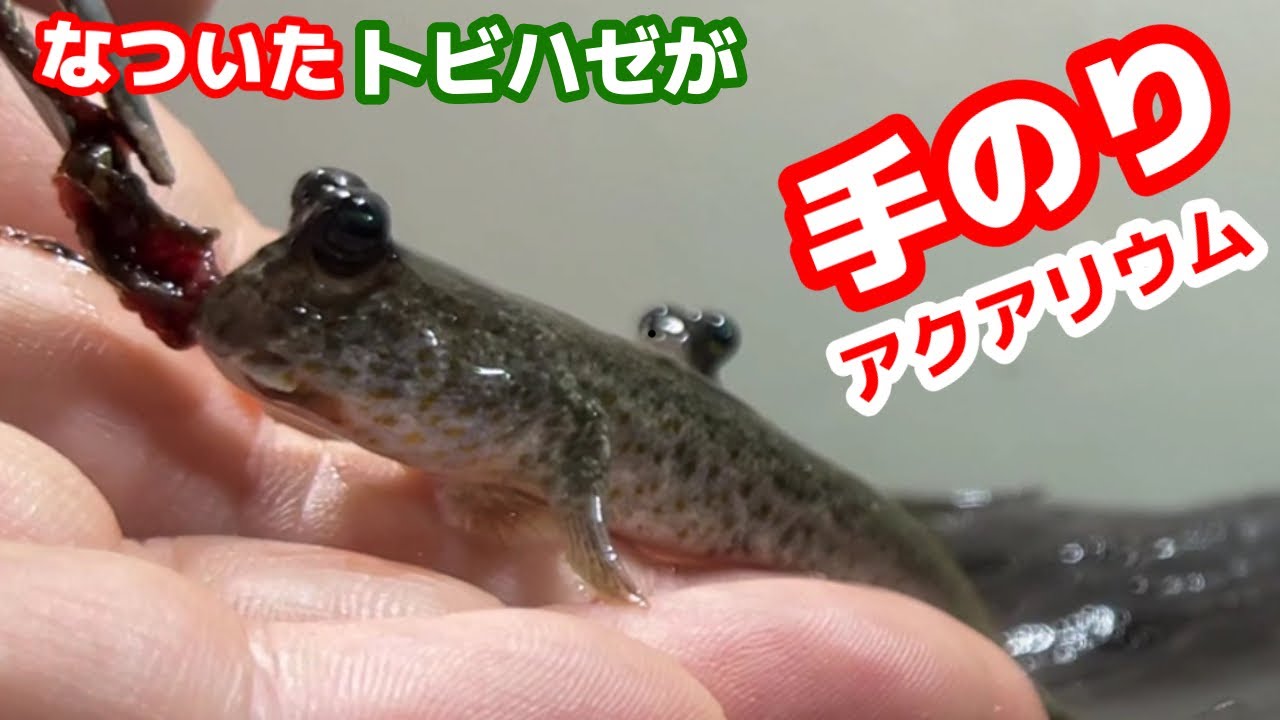 【熱帯魚水槽/アクアリウム】エサを食べたいお魚の行動が、ペットのようにカワイイ。とってもなついたトビハゼのいる汽水水槽