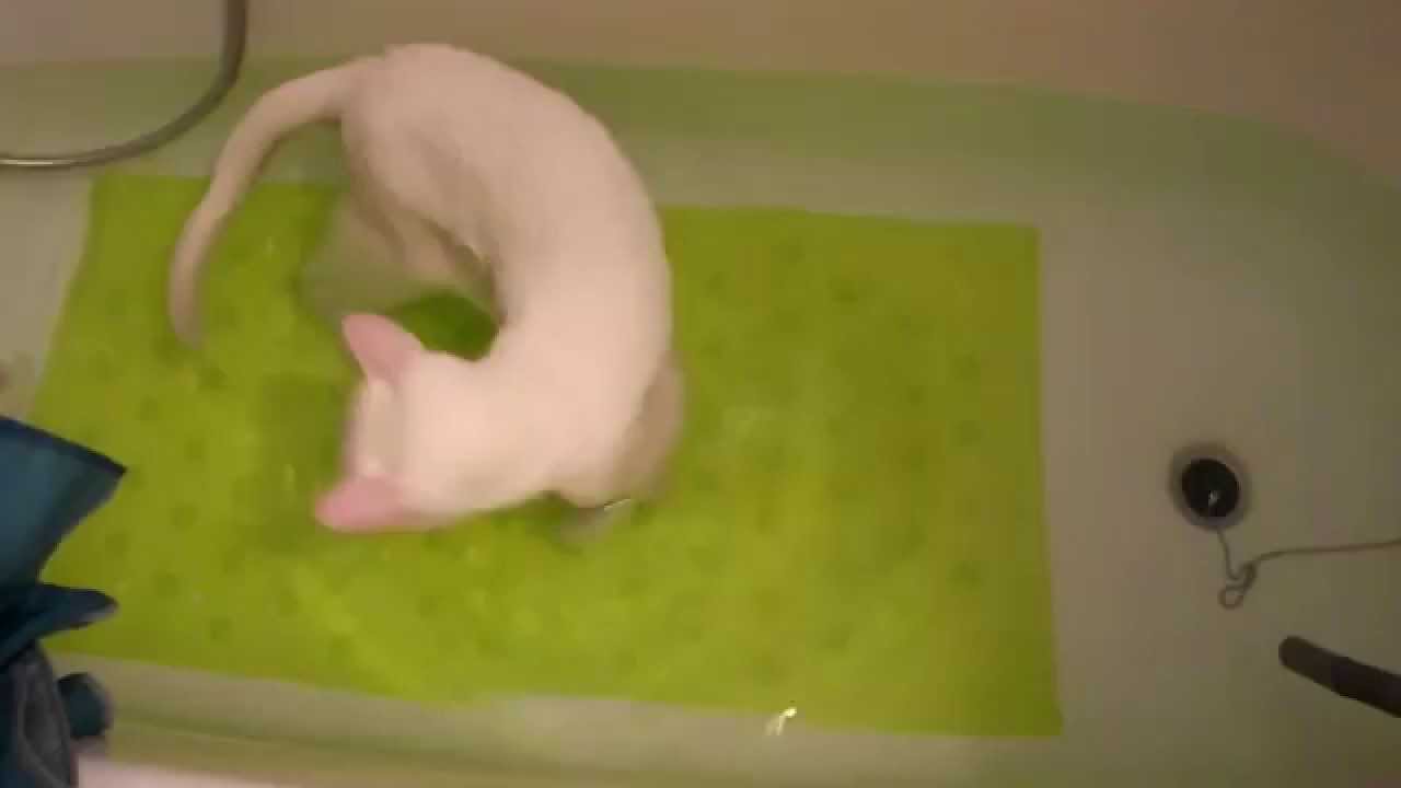 Fürdős macska / Bathing cat :)