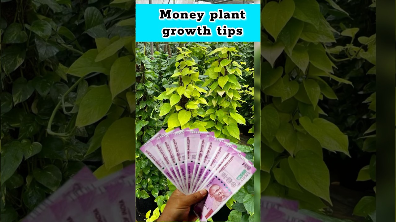 Money plant growth tips / Tamil gardening tips #botanicalbeauty #seeds #gardening #plantpropagation