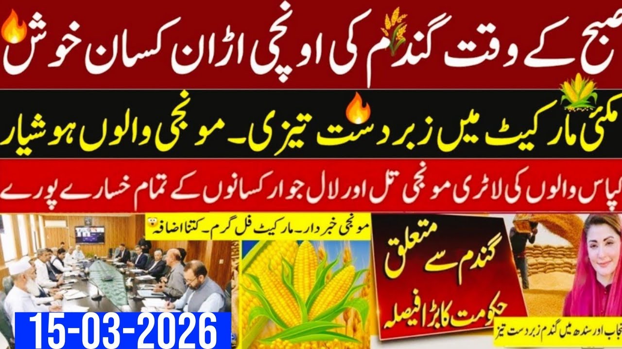 Today Wheat price in punjab//گندم کا ریٹ2026/munji makki till sarso/Galla mandi rate today 2026