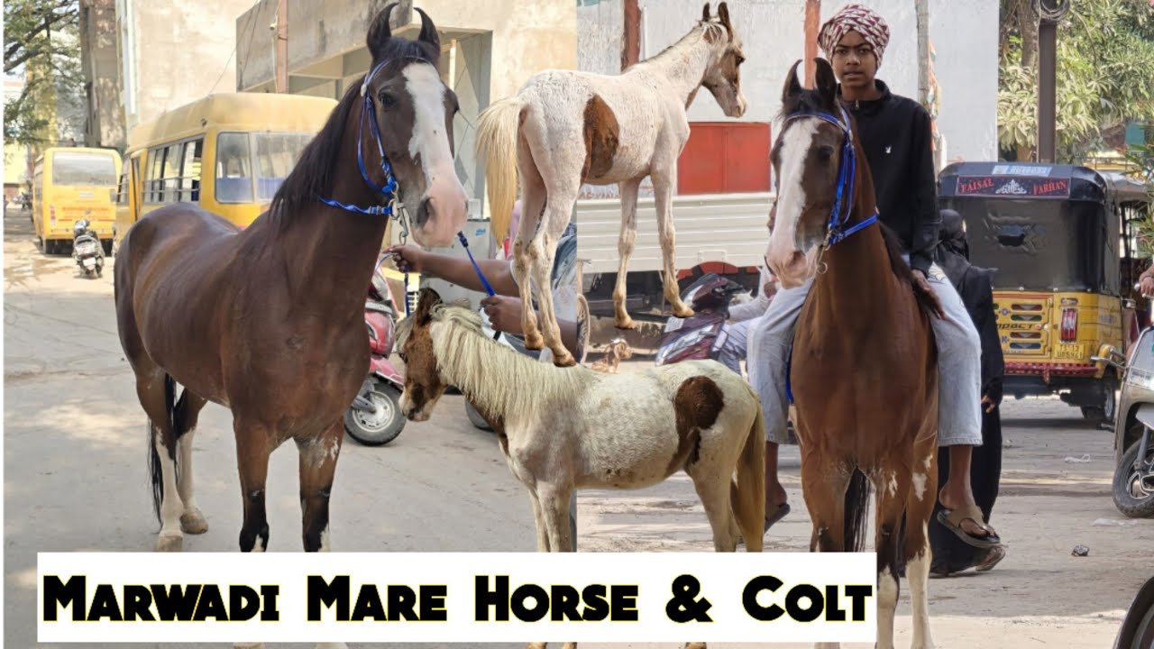 Marwadi Mare & Baby Horse Available In Hyderabad | Marwadi Ghodi Aur Bachcha #mare #babyhorse #ghodi