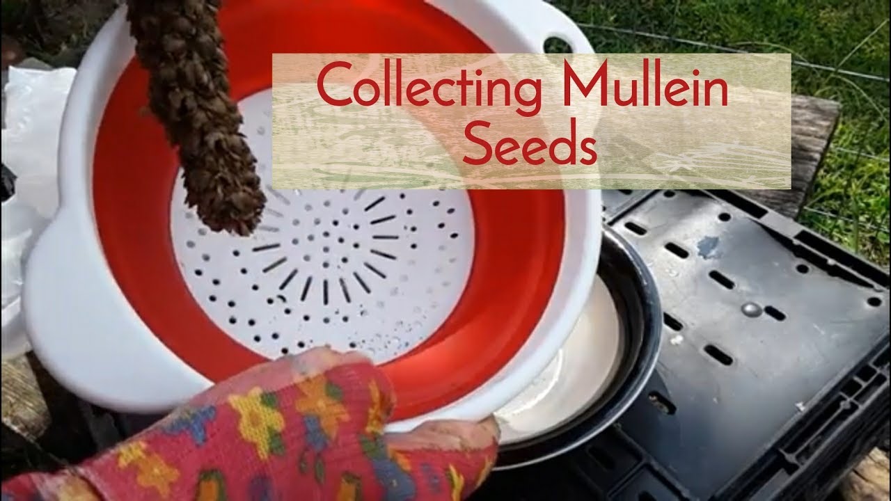 Mullein Seed Collection From Stalk