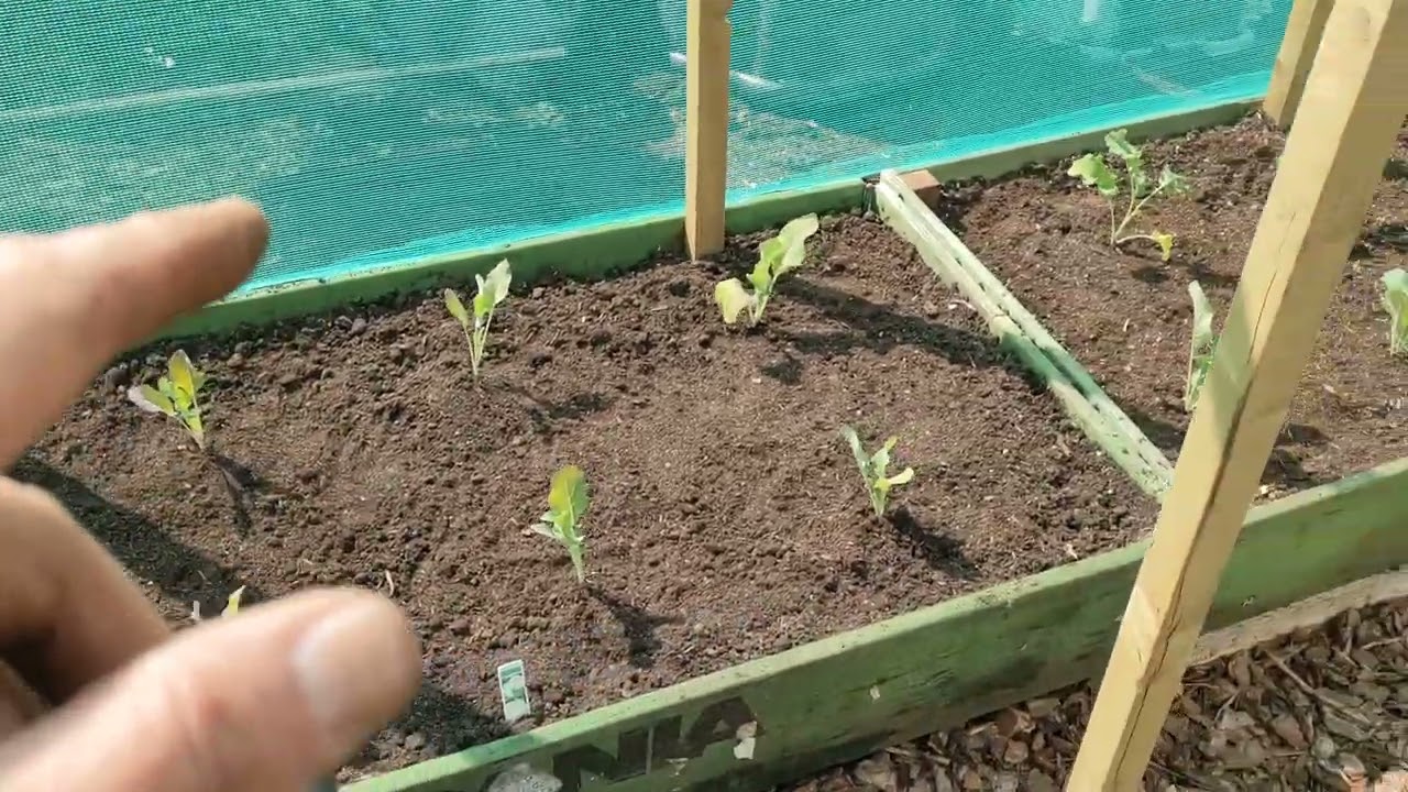 Brassica Cage