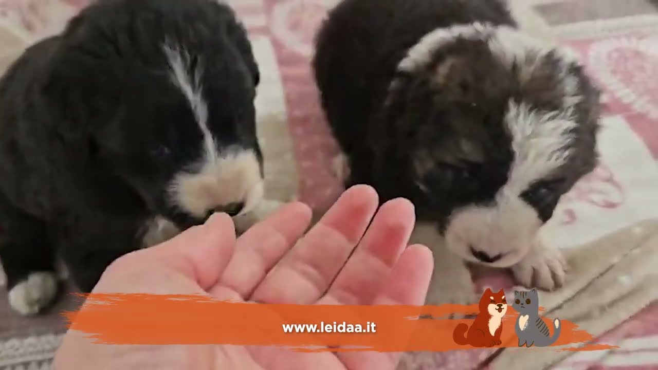 I VOLONTARI DELLA NOSTRA LEIDAA DI NAPOLI HANNO SALVATO MAMMONA E I SUOI SETTE CUCCIOLI!