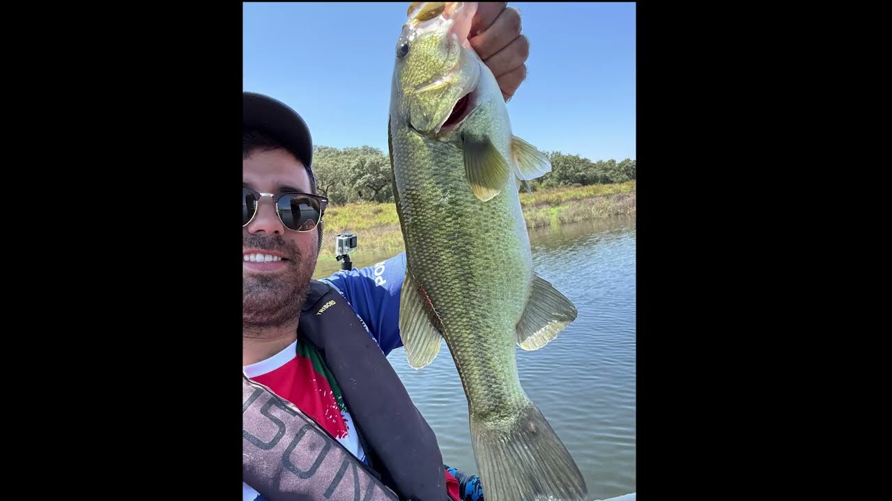 O Drop Shot foi rei num dia quente de verão - Pesca ao Achigã | Bass Fishing