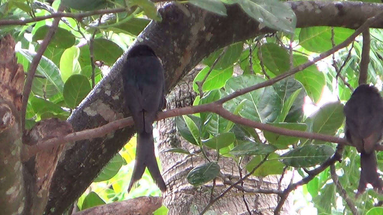 Drongos.