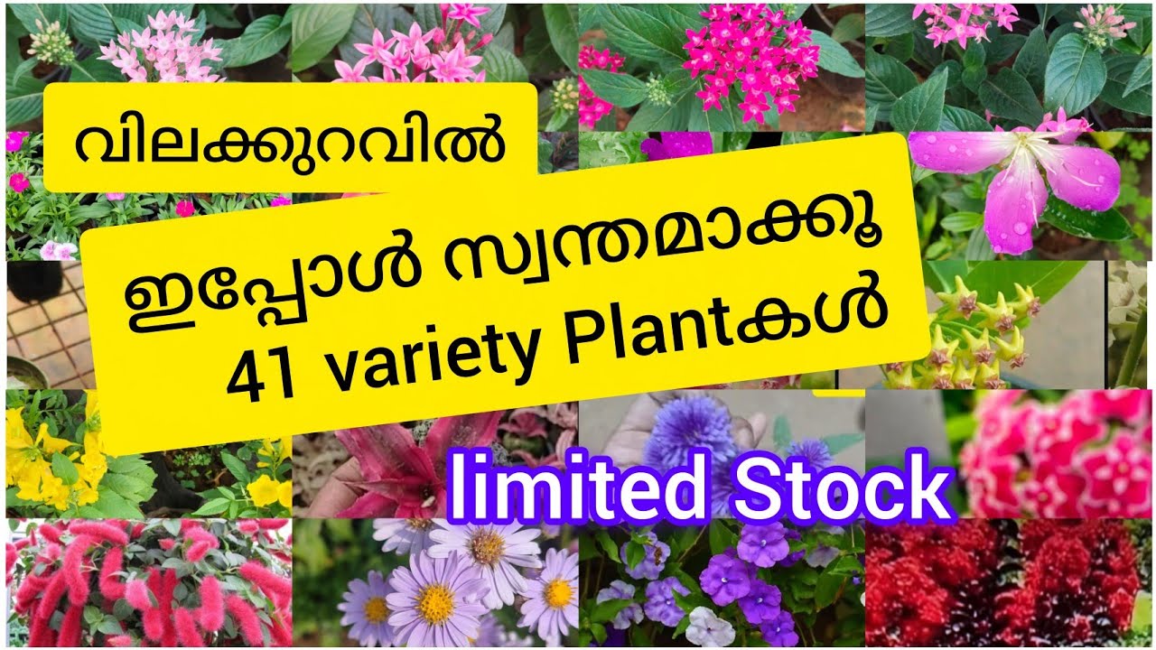 വിലക്കുറവിൽ നേടൂ 41 variety Plantകൾ##bloomtalesgarden# 7356246641#