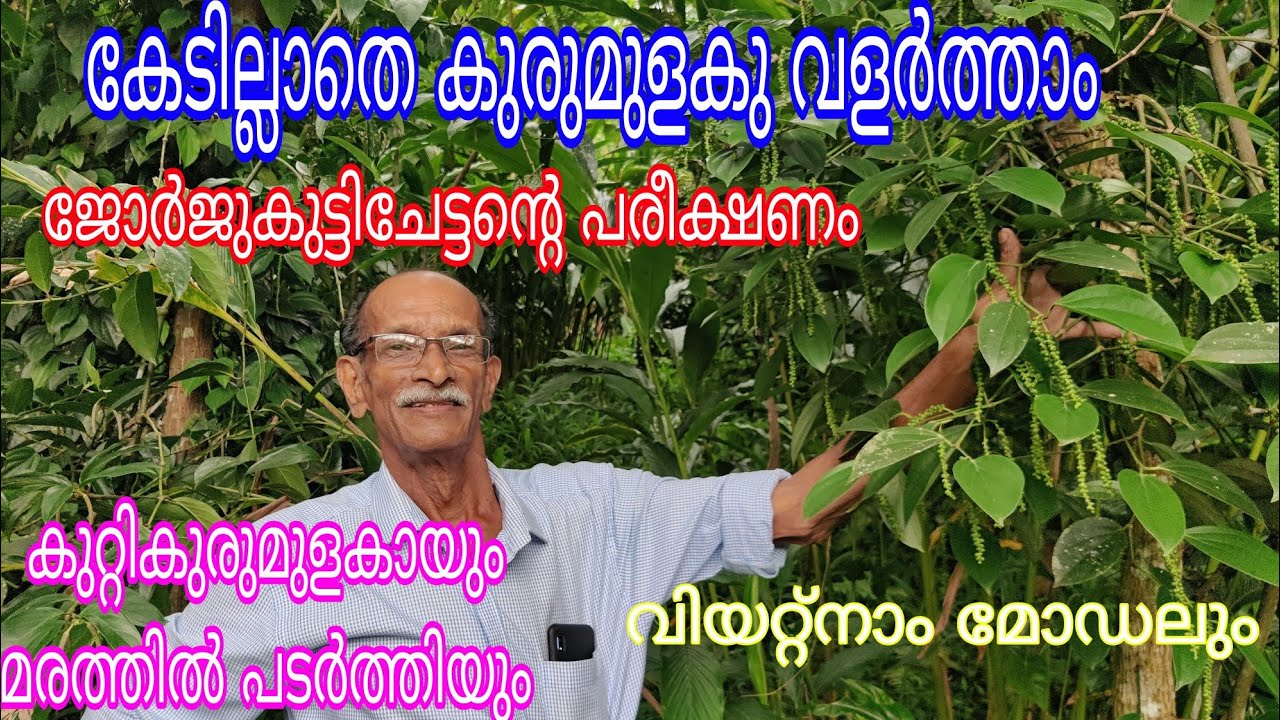Pepper Grafting Model farm#antony muniyara VIogs