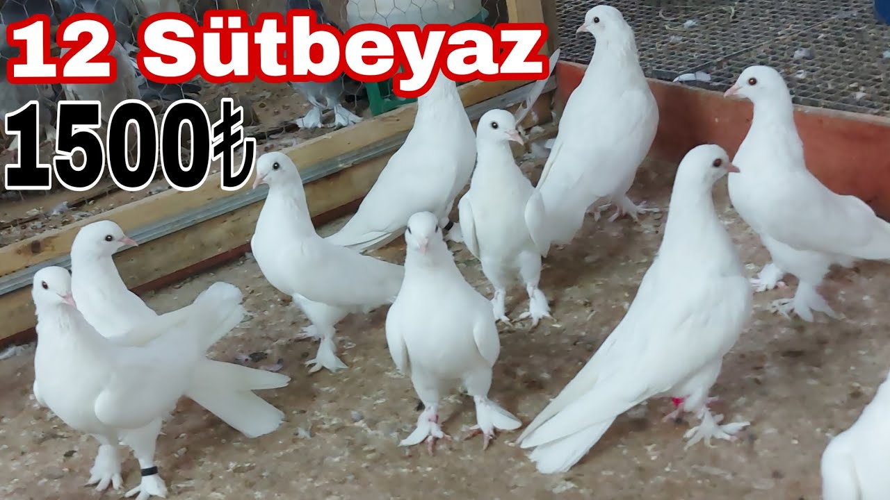 Gittiler. 12 Sütbeyaz 1500 Puan. Soylu Sütbeyaz Oyun Kuşu. Eski Kan Sütbeyaz,İyi Kan Beyaz